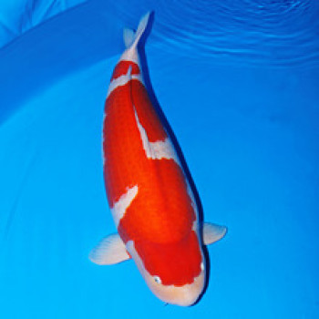 Propond All Seasons S